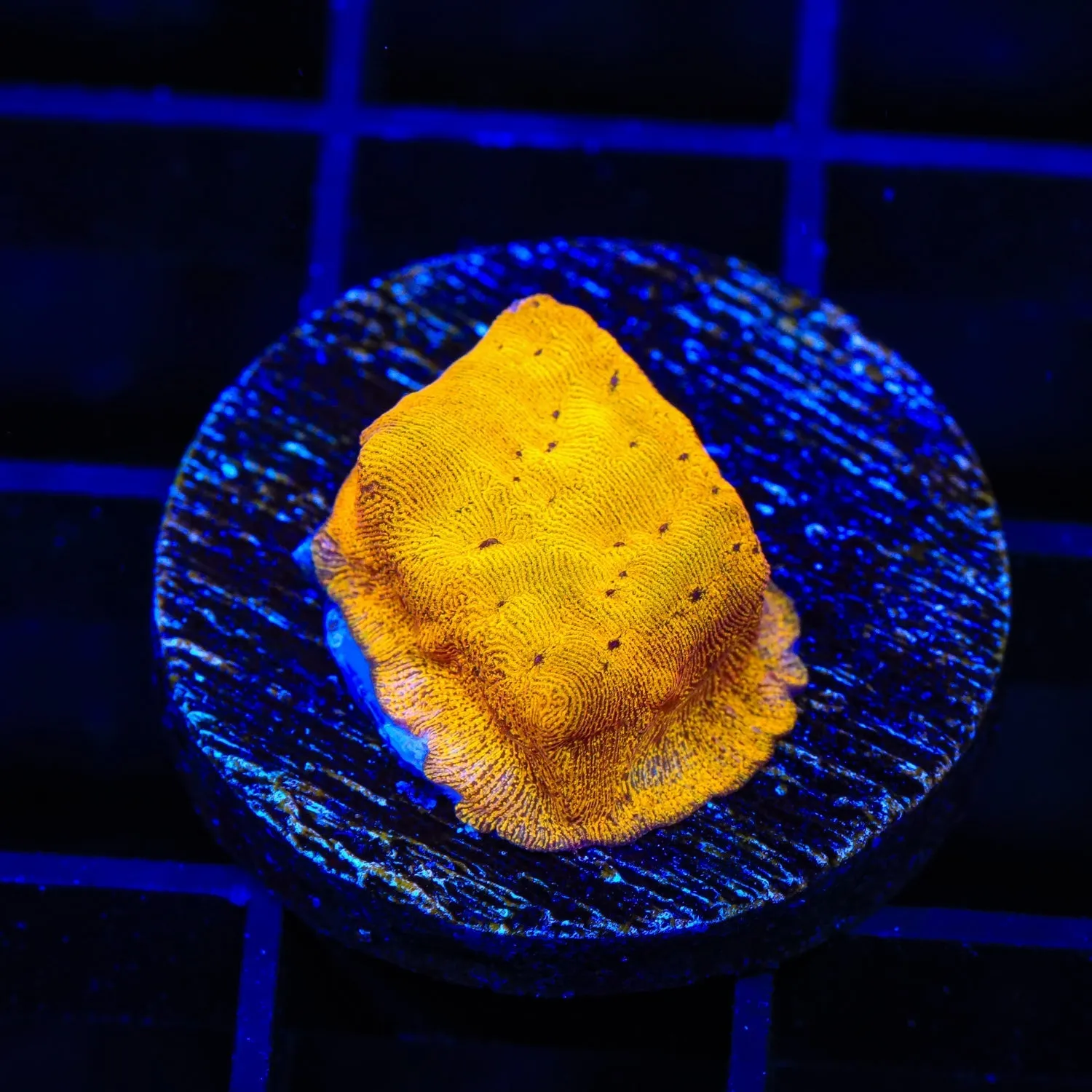 24k Gold Leptoseris Coral - BYR