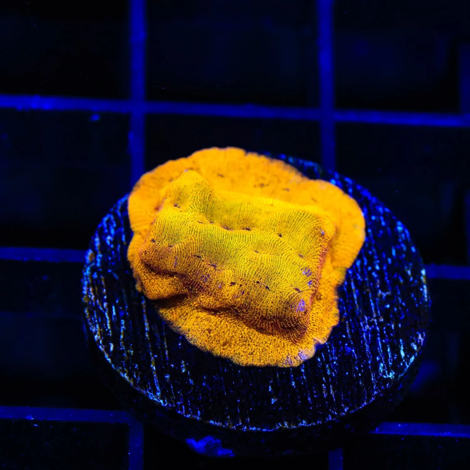 24k Gold Leptoseris Coral - BYR