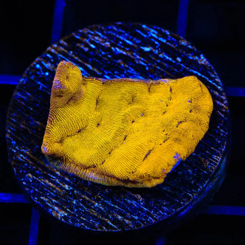 24k Gold Leptoseris Coral - BYR