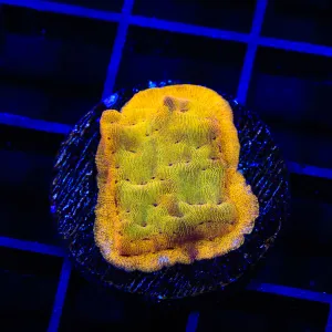 24k Gold Leptoseris Coral - BYR