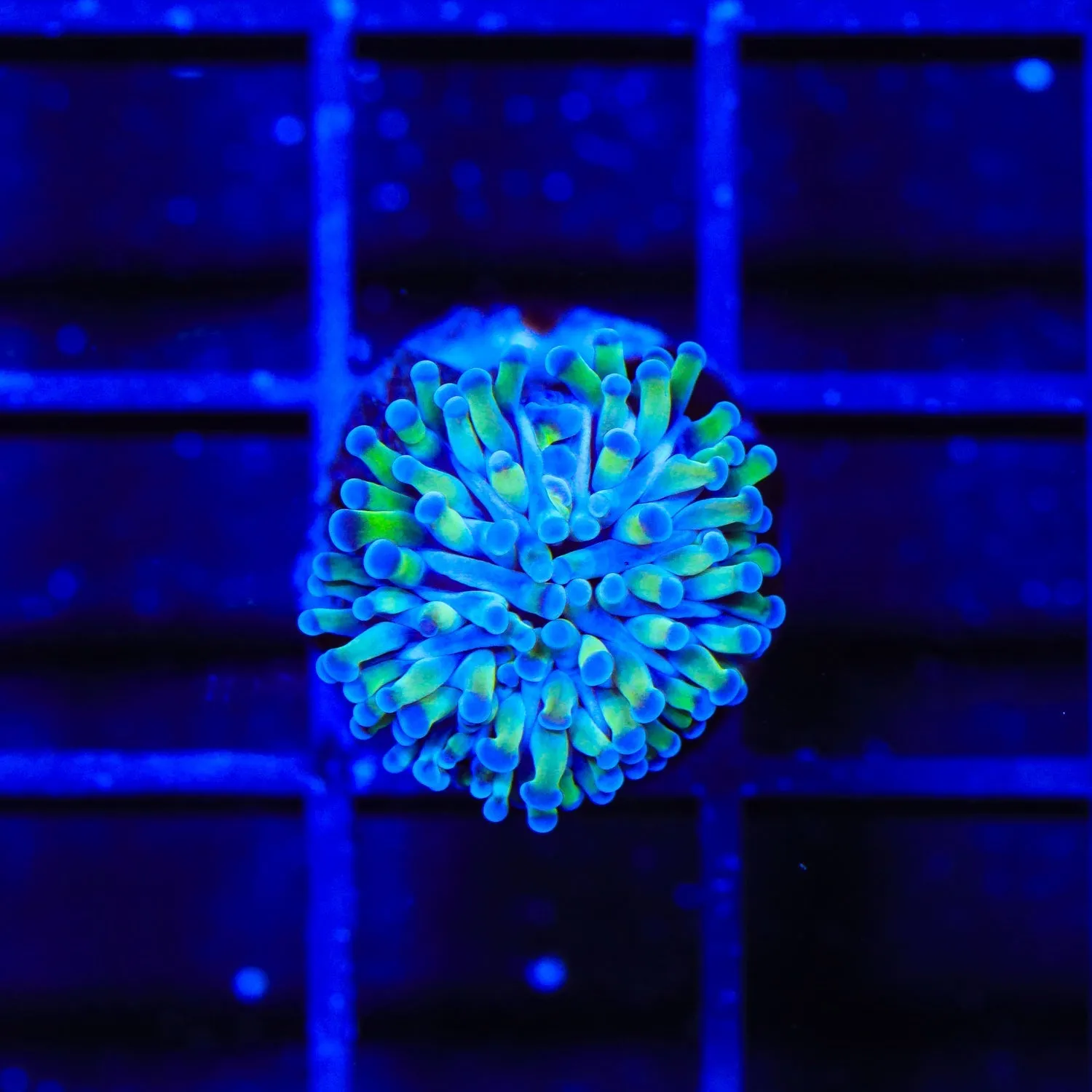 Bicolor Cristata Coral