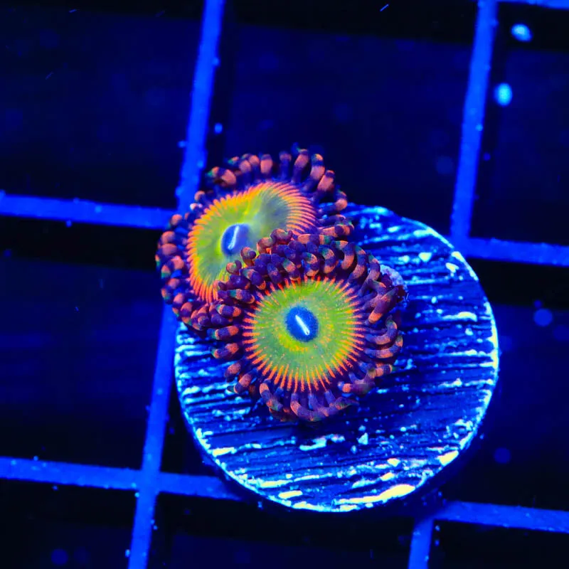 Candy Apple Reds Zoanthids Coral