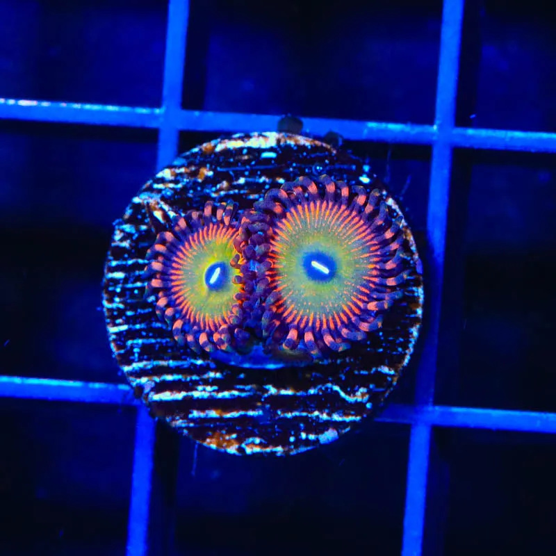 Candy Apple Reds Zoanthids Coral