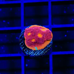 CB Flamethrower Chalice Coral