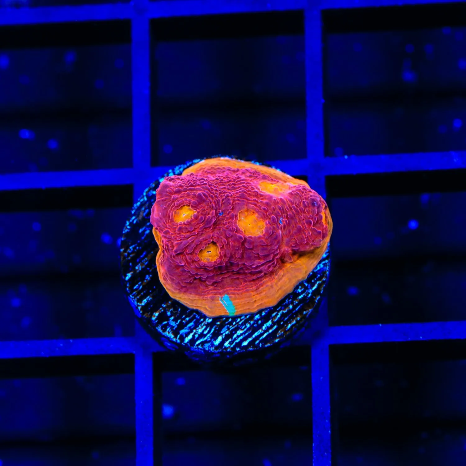 CB Flamethrower Chalice Coral