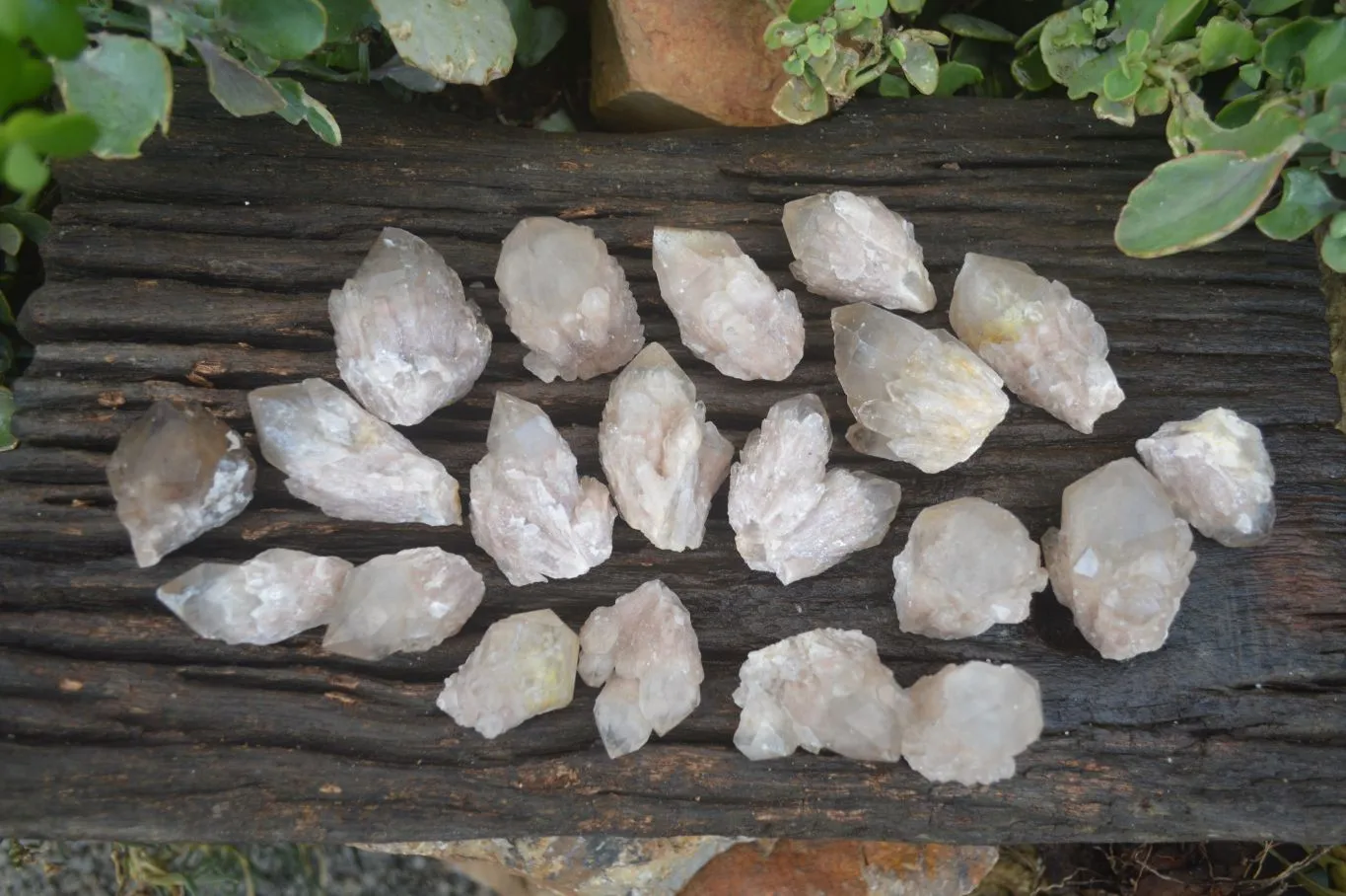Natural Cascading White Phantom Smokey Quartz Crystals x 35 From Luena, Congo
