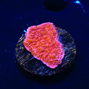 Reeftech Starburst Montipora Cap Coral