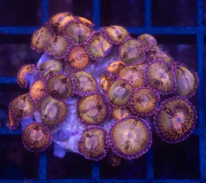 Sakura Sunrise Zoas