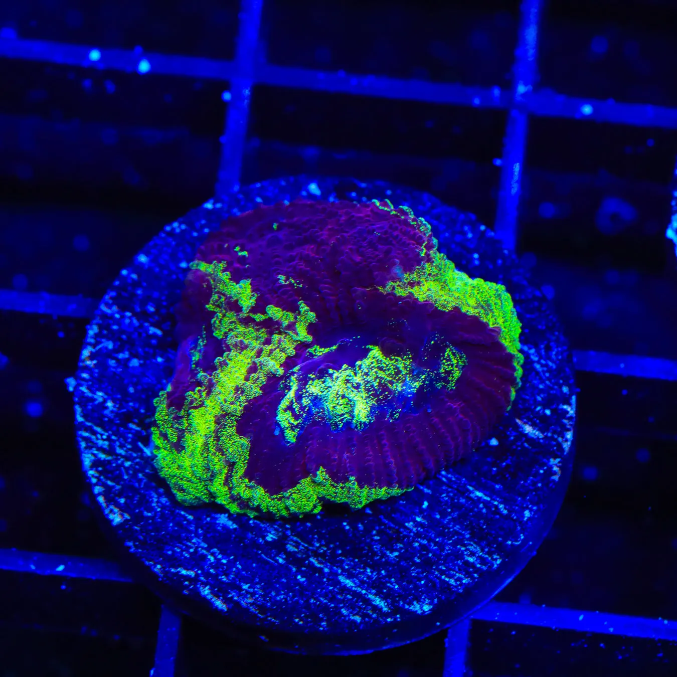 TSA Big Bang Favia Coral - BYR