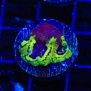 TSA Big Bang Favia Coral - BYR