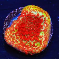 TSA Chili Pepper Montipora Coral