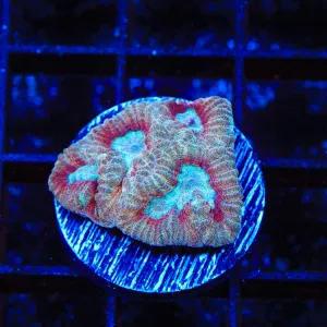 TSA Frosted Cherry Favia Coral