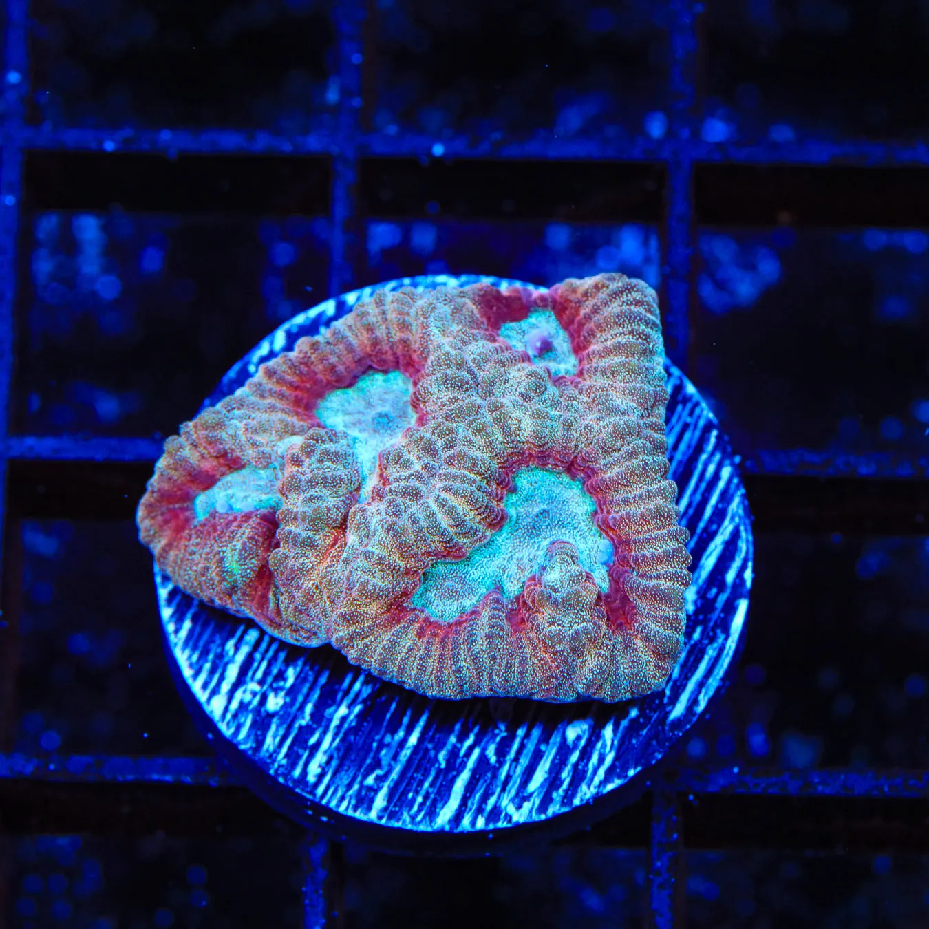 TSA Frosted Cherry Favia Coral