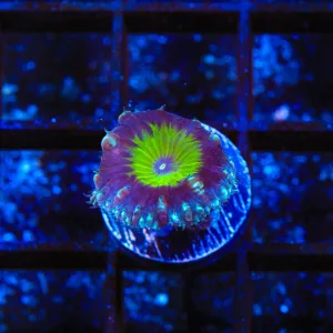 TSA Grape Koolaid Blastomussa Coral
