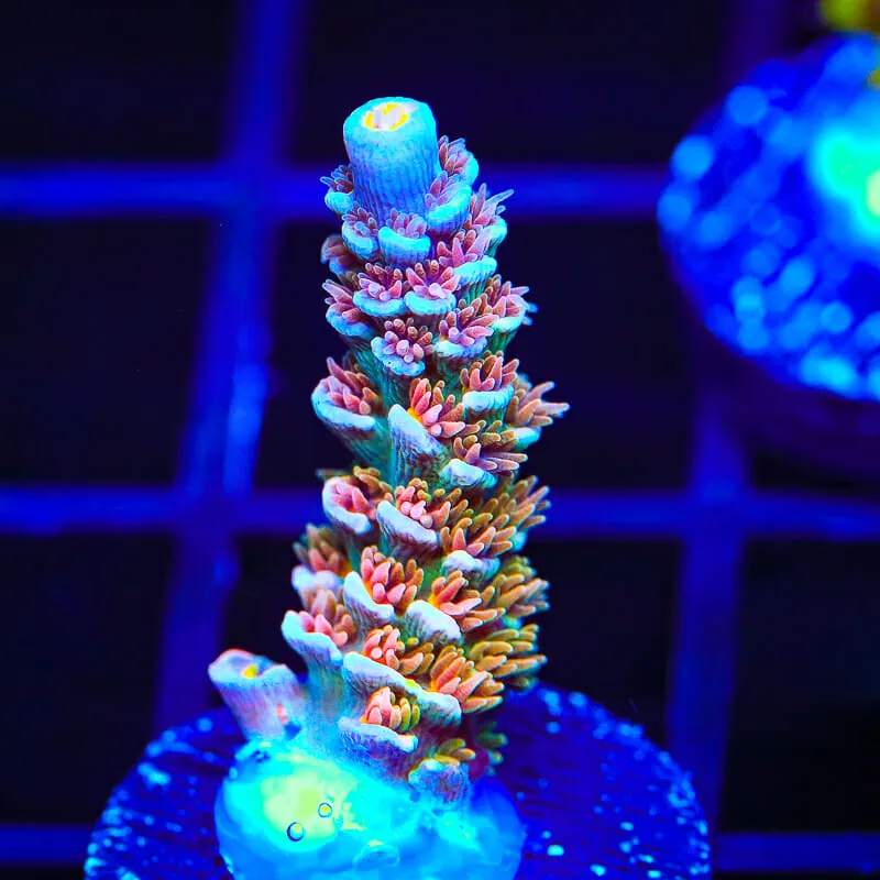 TSA Grave Digger Acropora Coral