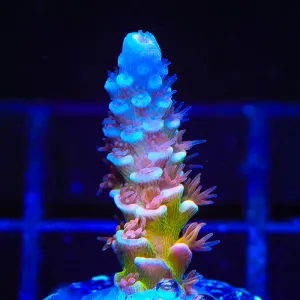 TSA Grave Digger Acropora Coral