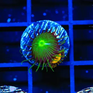 TSA Green Implosion Paly and King Midas Combo Zoanthids Coral