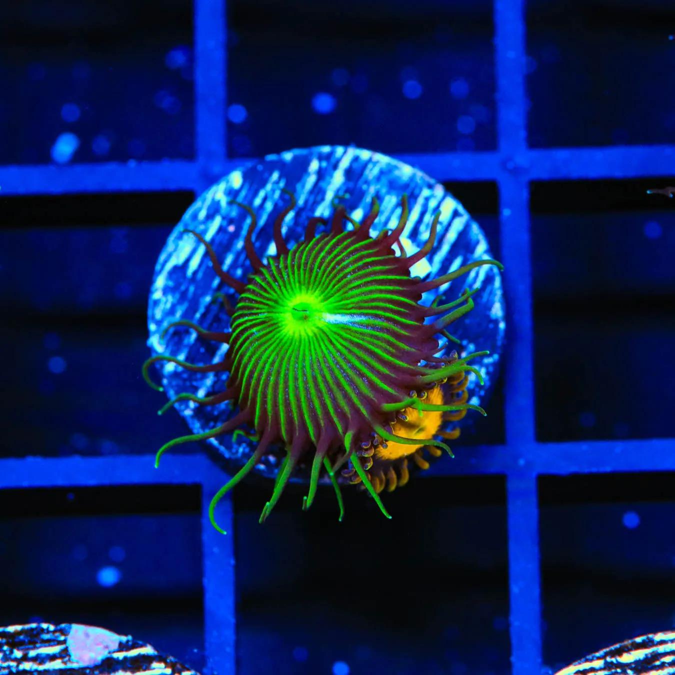 TSA Green Implosion Paly and King Midas Combo Zoanthids Coral