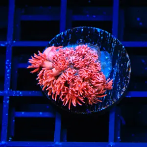 TSA Strawberry Jam Goniopora Coral