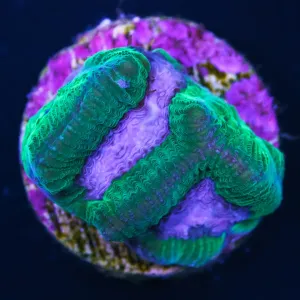 WWC Lavender Platygyra Coral