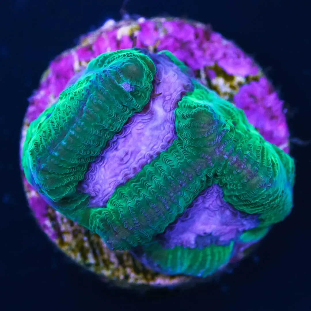 WWC Lavender Platygyra Coral